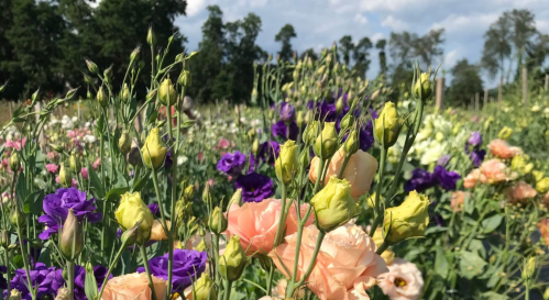 A vibrant field of colorful flowers, including pink, purple, and yellow blooms, under a blue sky with trees in the background.