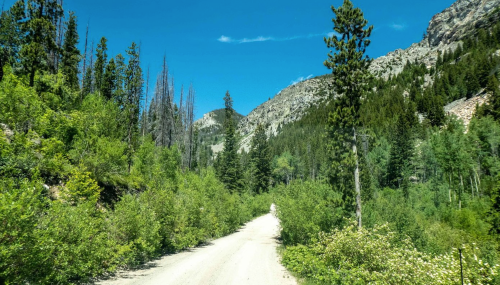 A dirt road winds through lush greenery and tall trees, surrounded by mountains under a clear blue sky.