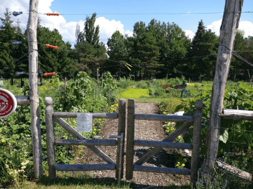 A wooden gate opens to a lush garden with rows of plants and trees under a blue sky with scattered clouds.