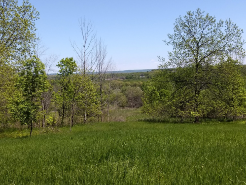 A lush green landscape with trees and a clear blue sky, showcasing rolling hills in the distance.