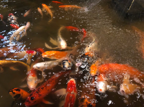 A lively group of colorful koi fish swimming in a pond, creating bubbles in the water.
