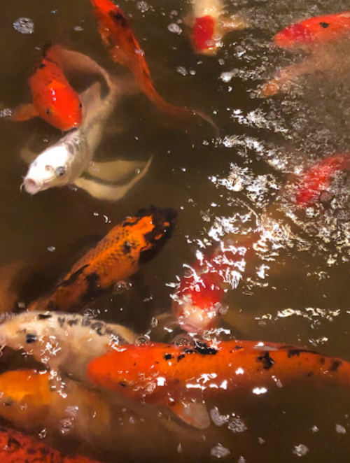 A group of colorful koi fish swimming in murky water, featuring orange, white, and black patterns.