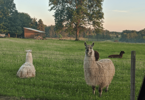 Three llamas in a grassy field, with a tree and a barn in the background during sunset.