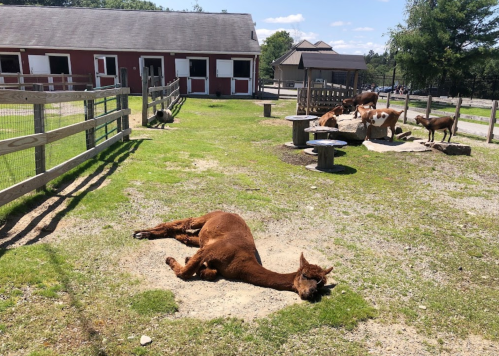 A brown alpaca lies on the ground in a grassy area, while other animals graze nearby near a barn.