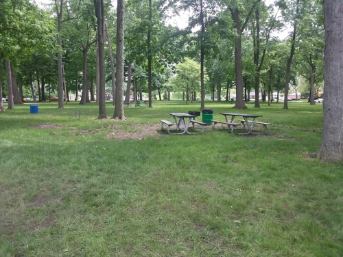 A grassy park area with several picnic tables surrounded by trees and trash bins in the background.