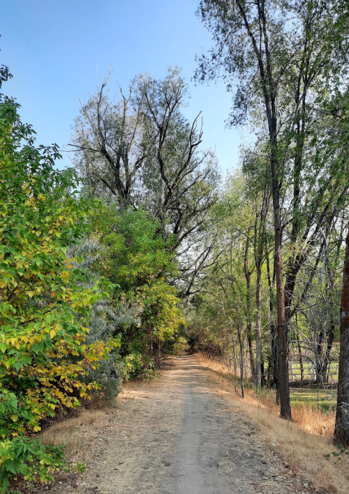 A dirt path lined with trees in various shades of green and yellow, leading into a serene natural setting.