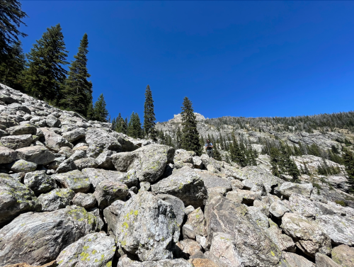 Rocky terrain with scattered boulders and tall pine trees under a clear blue sky.
