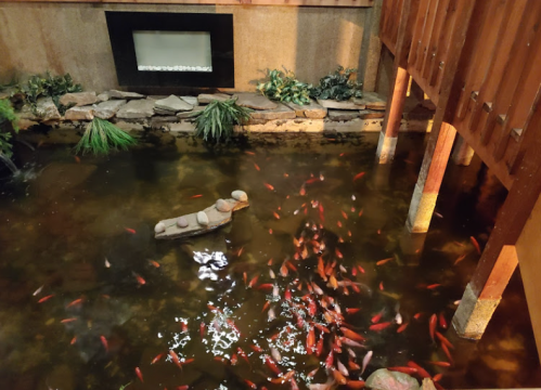 A tranquil indoor pond with colorful fish, rocks, and greenery, beneath a wooden structure.