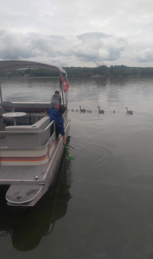 A person in blue pants leans over the side of a boat, reaching toward a line of ducks swimming nearby.