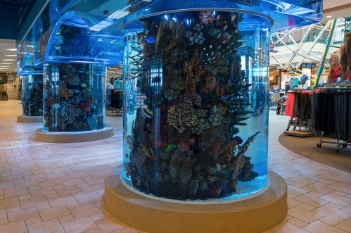 Two large, cylindrical aquariums filled with colorful coral and marine life, set in a shopping area.