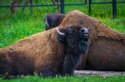 Two bison resting on green grass, with one looking up towards the camera.