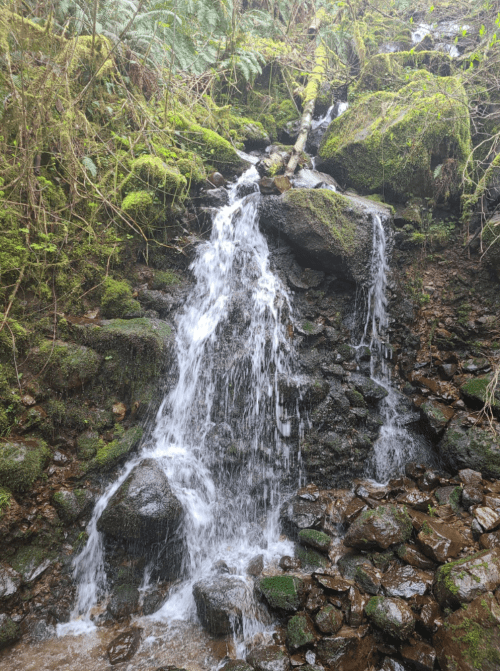 A small waterfall cascades over moss-covered rocks in a lush, green forest.