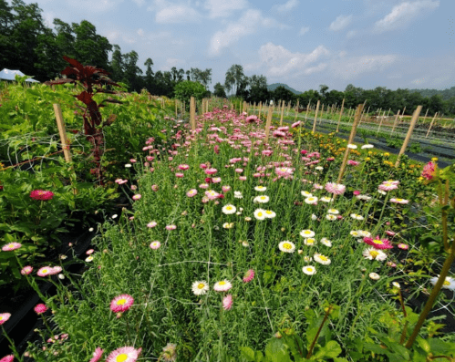 A vibrant field of pink and yellow flowers stretches under a blue sky, surrounded by lush greenery.