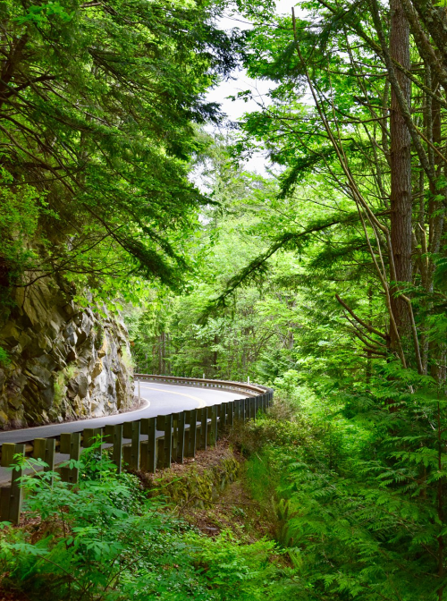 A winding road surrounded by lush green trees and rocky cliffs, creating a serene natural landscape.