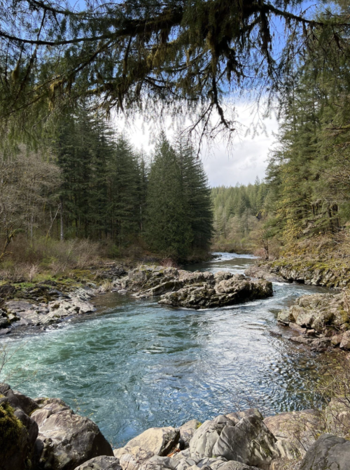 A serene river flows through a forested landscape, surrounded by rocky banks and tall evergreen trees under a cloudy sky.