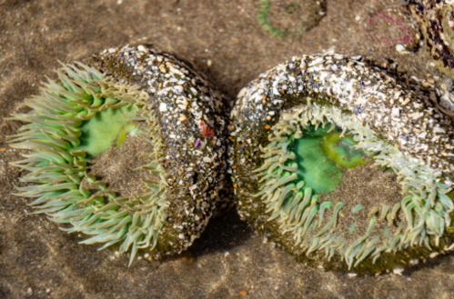 Two open sea anemones on sandy ocean floor, showcasing vibrant green centers and textured, rocky exteriors.
