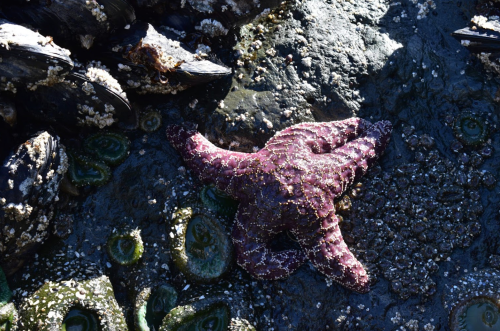 A purple starfish rests on rocky tide pools surrounded by green seaweed and barnacles.