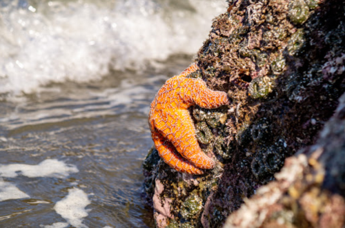 An orange starfish clings to a rocky surface near the ocean, with waves gently lapping in the background.