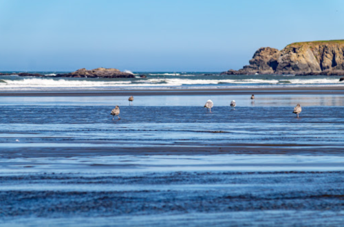 Seagulls wade in shallow water on a sandy beach, with waves and rocky cliffs in the background under a clear blue sky.