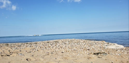 A sandy beach with scattered shells, leading to calm blue waters under a clear sky.