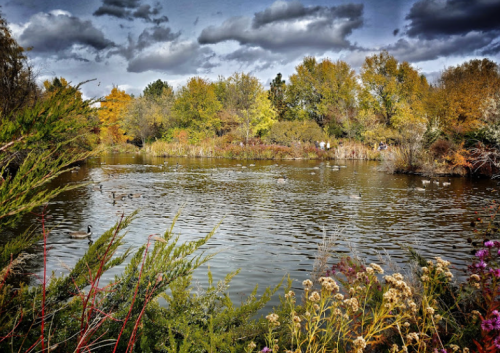 A serene pond surrounded by colorful trees and cloudy skies, with ducks swimming and wildflowers in the foreground.