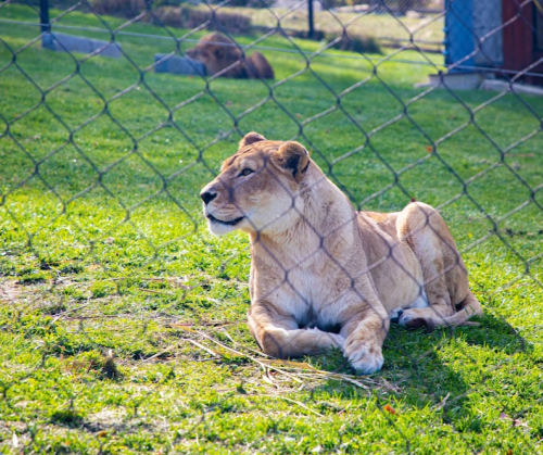 A lioness rests on the grass, with a blurred lion in the background, behind a chain-link fence.