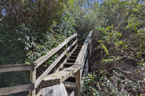 A wooden staircase leads up through dense greenery and trees under a clear blue sky.