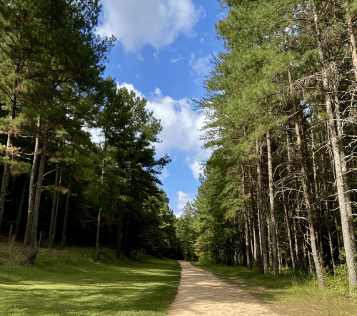 A dirt path winds through a lush green forest with tall pine trees under a partly cloudy blue sky.