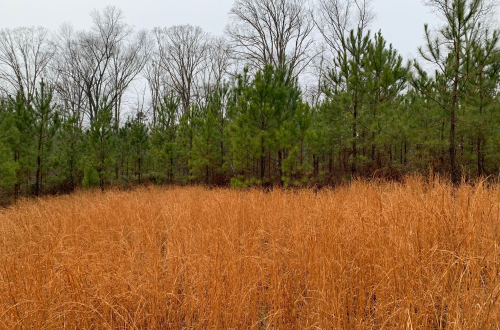 A field of tall, golden grass in the foreground, with a backdrop of green pine trees and bare branches.