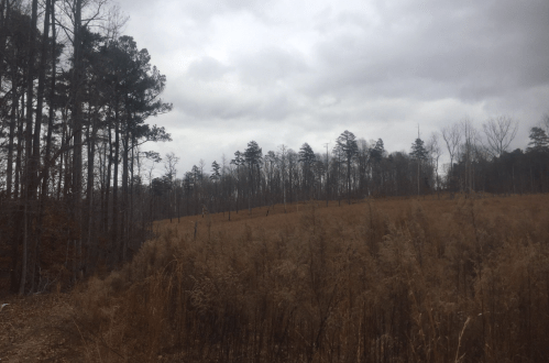 A cloudy sky over a field with dry grass and sparse trees in the background.