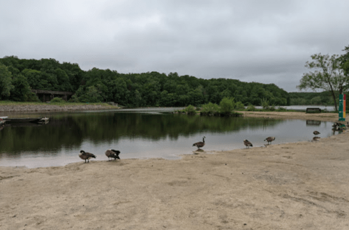 A calm lake surrounded by greenery, with several geese walking along the sandy shore under a cloudy sky.