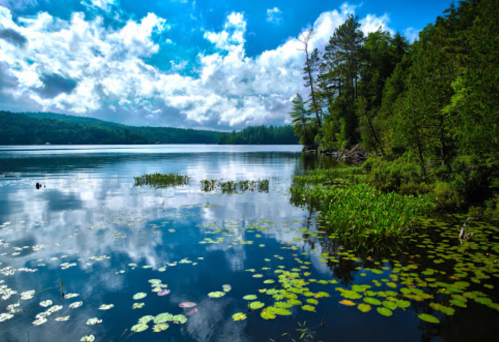 A serene lake surrounded by lush greenery and clouds reflecting on the water's surface. Lily pads float gently.