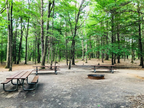 A serene forest clearing with picnic tables and a fire pit surrounded by lush green trees.