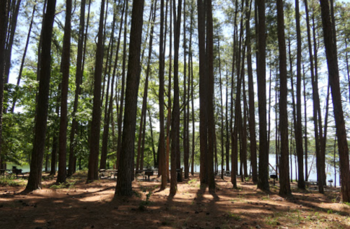 Tall trees in a forest with sunlight filtering through, near a calm lake in the background.