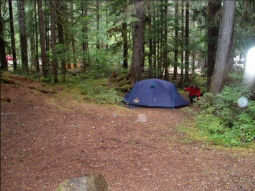 A blue tent set up in a forested area with tall trees and scattered pine needles on the ground.