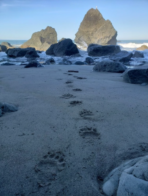 Footprints in the sand lead towards rocky formations and the ocean under a clear blue sky.