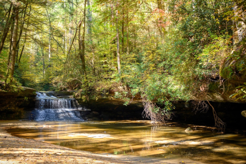A serene forest scene featuring a small waterfall cascading into a calm pool, surrounded by lush greenery.