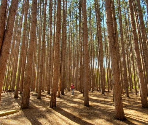 A person walks through a tall pine forest, surrounded by straight trees and dappled sunlight on the ground.