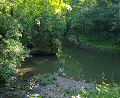 A serene river flows through a lush green forest, with sunlight filtering through the leaves.