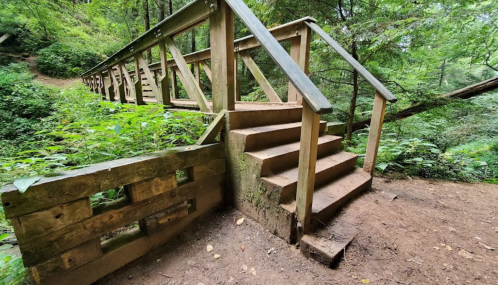 Wooden bridge with steps surrounded by lush greenery in a forested area.