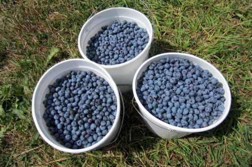 Three white buckets filled with fresh blueberries, resting on green grass.