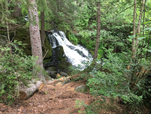 A serene forest scene featuring a small waterfall surrounded by lush greenery and tall trees.