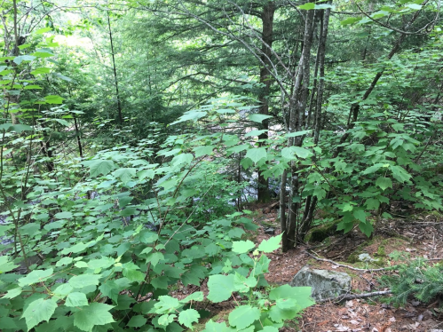 Lush green foliage and trees in a forested area, with a glimpse of a stream in the background.