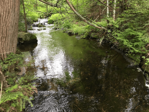 A serene stream flows through a lush green forest, surrounded by trees and ferns.