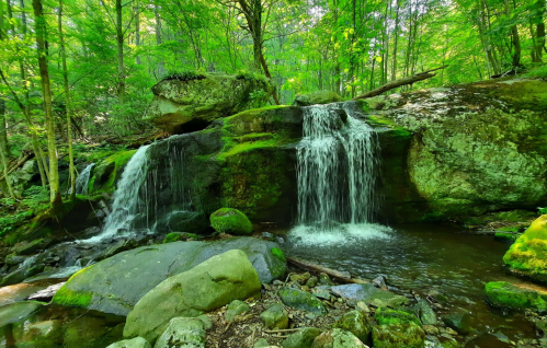 A serene forest scene featuring a small waterfall cascading over moss-covered rocks, surrounded by lush greenery.