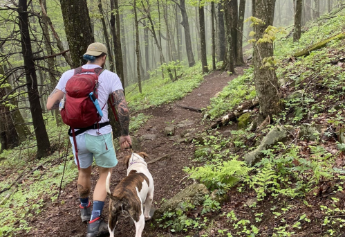 A person with a backpack walks a dog along a misty forest trail surrounded by lush greenery.