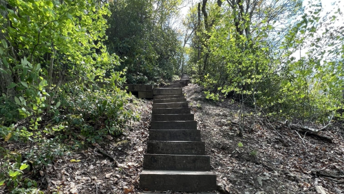 A set of stone steps leads up through a lush, green forest with trees and foliage on either side.