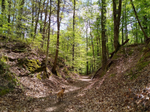A dog walks along a dirt path in a lush, green forest with sunlight filtering through the trees.