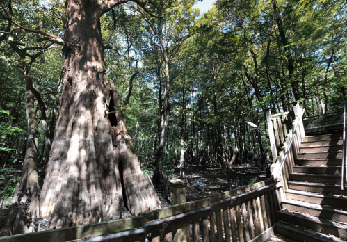 A large tree stands beside wooden stairs in a lush, green forest with dappled sunlight filtering through the leaves.