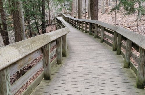 A winding wooden boardwalk through a forest, surrounded by trees and fallen leaves.